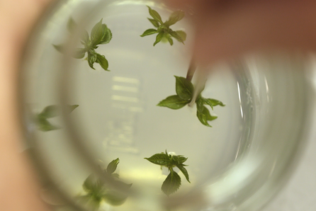 Sechs kleine Pflänzchen liegen in einer Petrischale. Eine davon wird mit einer Pinzette entnommen.© Hochschschule Geisenheim