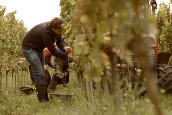 Ein junger Mann in Gummistiefeln liest im Weinberg Trauben. © Hochschschule Geisenheim
