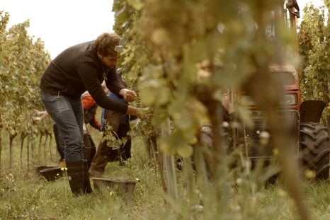 Ein junger Mann in Gummistiefeln liest im Weinberg Trauben. © Hochschschule Geisenheim