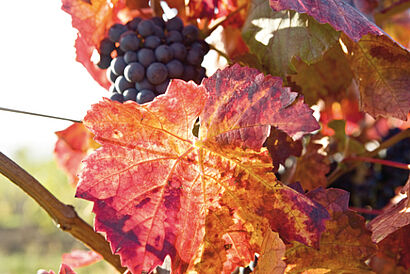 Weinbergsblatt im Herbst