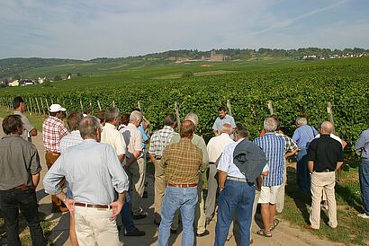 Gruppe in den Weinbergen