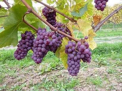 Weintrauben