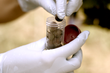 Eine Hand in Gummihandschuhen legt eine einzelne Weinbeere in ein abschließbares Gefäß. © Hochschschule Geisenheim