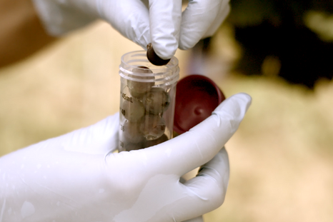 Eine Hand in Gummihandschuhen legt eine einzelne Weinbeere in ein abschließbares Gefäß. © Hochschschule Geisenheim