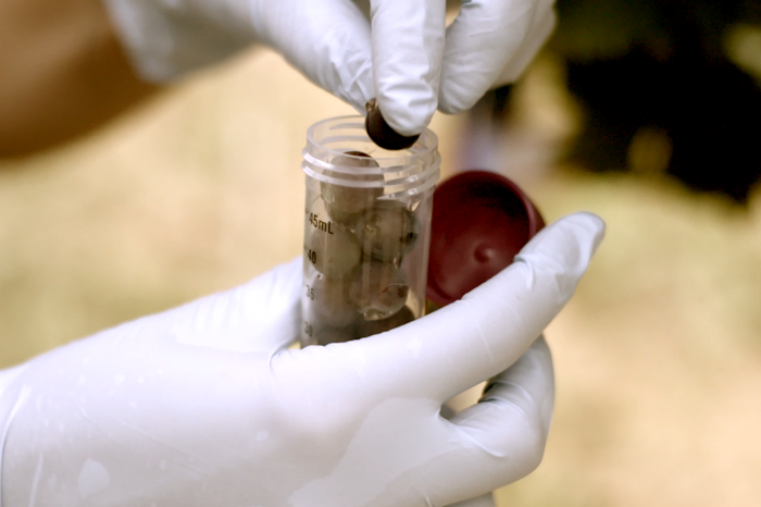 Eine Hand in Gummihandschuhen legt eine einzelne Weinbeere in ein abschließbares Gefäß. © Hochschschule Geisenheim