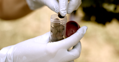 Eine Hand in Gummihandschuhen legt eine einzelne Weinbeere in ein abschließbares Gefäß. © Hochschschule Geisenheim