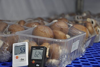 Lagerversuch braune Champignons