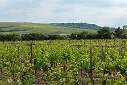 Weinberge in Rheinhessen