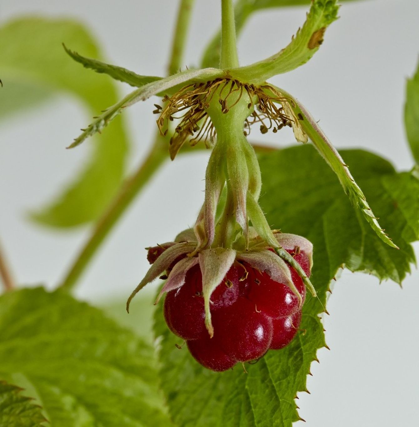 Rubus stunt symptoms on raspberries