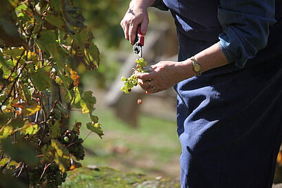 Student liest Trauben