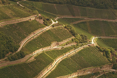 Luftbild von terassenförmig angelegten Weinbergen. © Hochschule Geisenheim