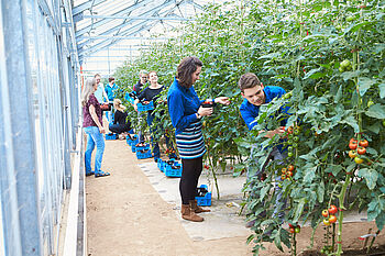 Studierende und eine Dozentin stehen im Gewächshaus und ernten Tomaten. © Hochschule Geisenheim / pps-studios.com