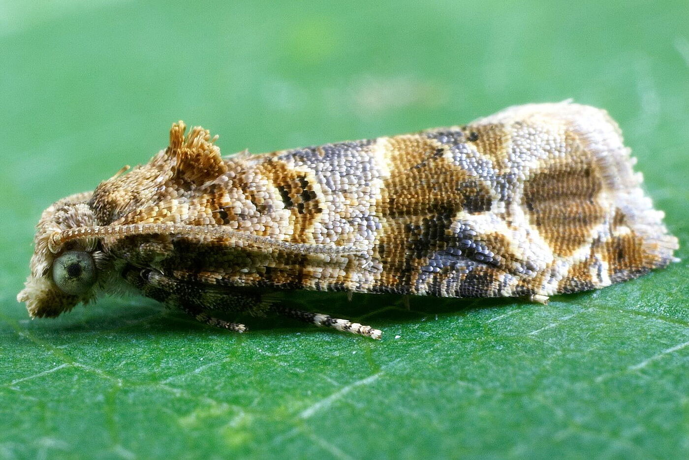 European grapevine moth Lobesia botrana