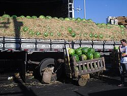 Wassermelonen, Umladen auf Handkarren