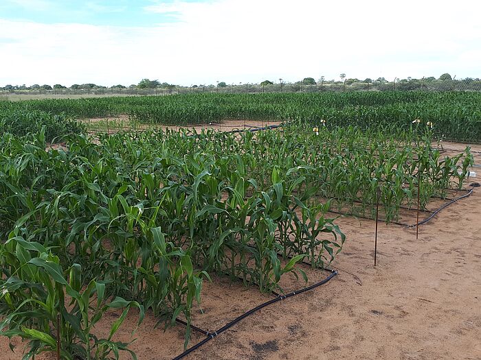 Tropfbewässerung Tropfbewässerung