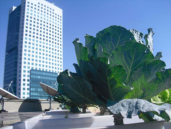 Kohl vor Wolkenkratzer