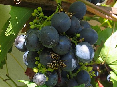 Weintrauben mit Wespen 