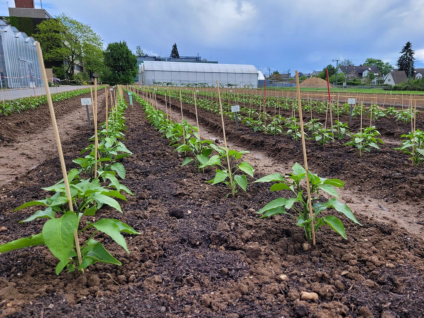 Einfluss der Kompostplatzierung auf die Entwicklung von Freilandpaprika