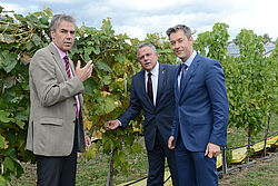 Aufnahme in den Weinbergen