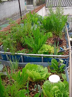 Salat und anderes Gewächs