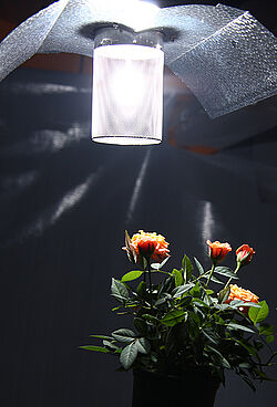 Hessenlampe mit Rose