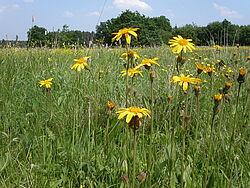 [Translate to English:] ArnikaHessen