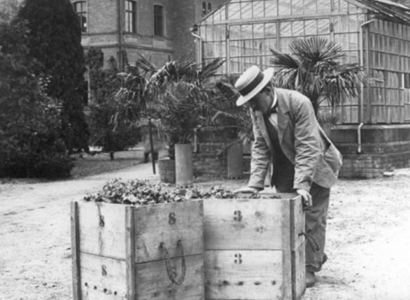 Begutachtung der vorgetriebenen Pfropfreben um 1920.