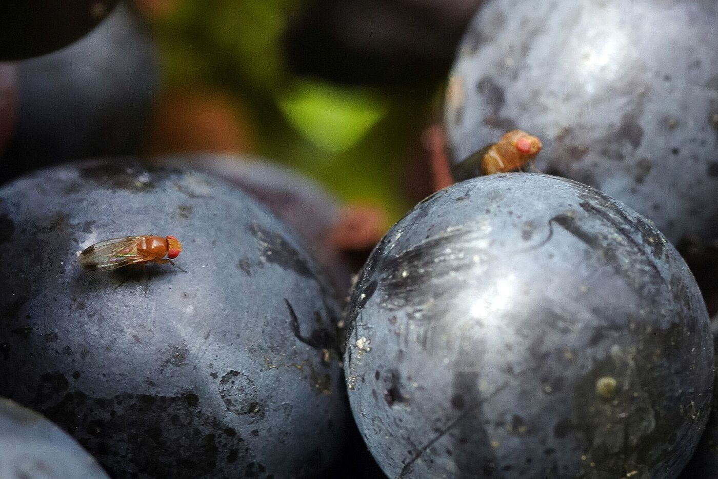Spotted wing fruit fly, Drosophila suzukii