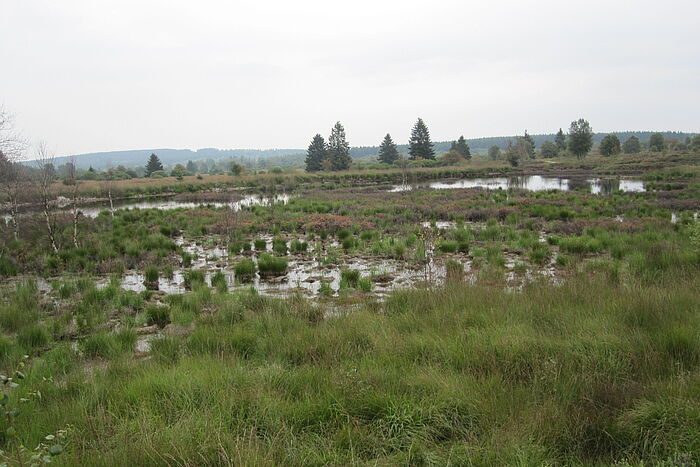 Renaturierungsfläche Hohes Venn © Hochschule Geisenheim