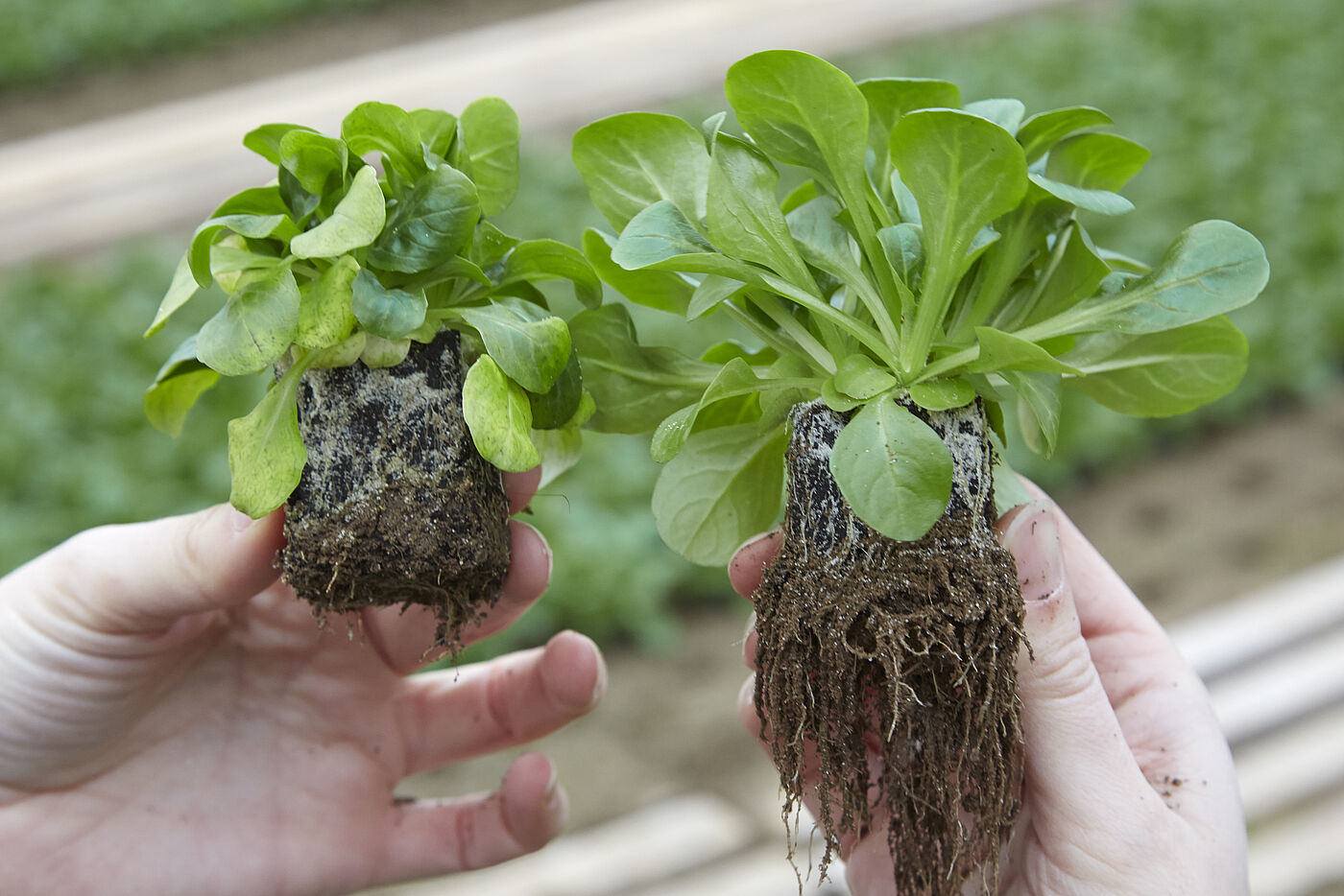 Befallene und gesunde Feldsalatpflanzen (Foto: W. Schönbach)