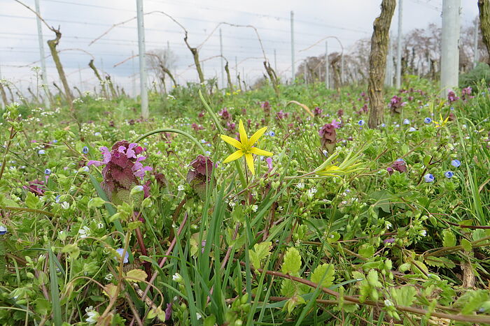 Verschieden krautige Pflanzenarten im Unterwuchs von Weinreben