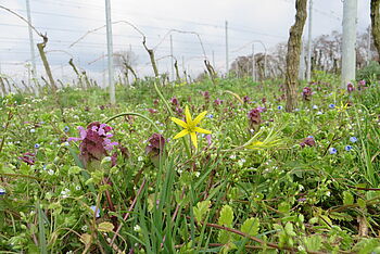 Verschieden krautige Pflanzenarten im Unterwuchs von Weinreben