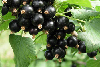 Schwarze Johannisbeere Ben Tirran