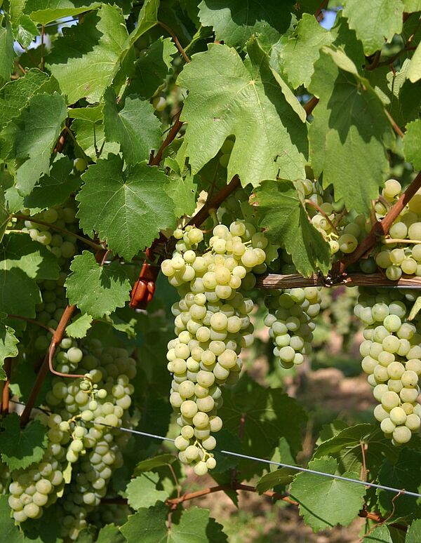 Weintrauben