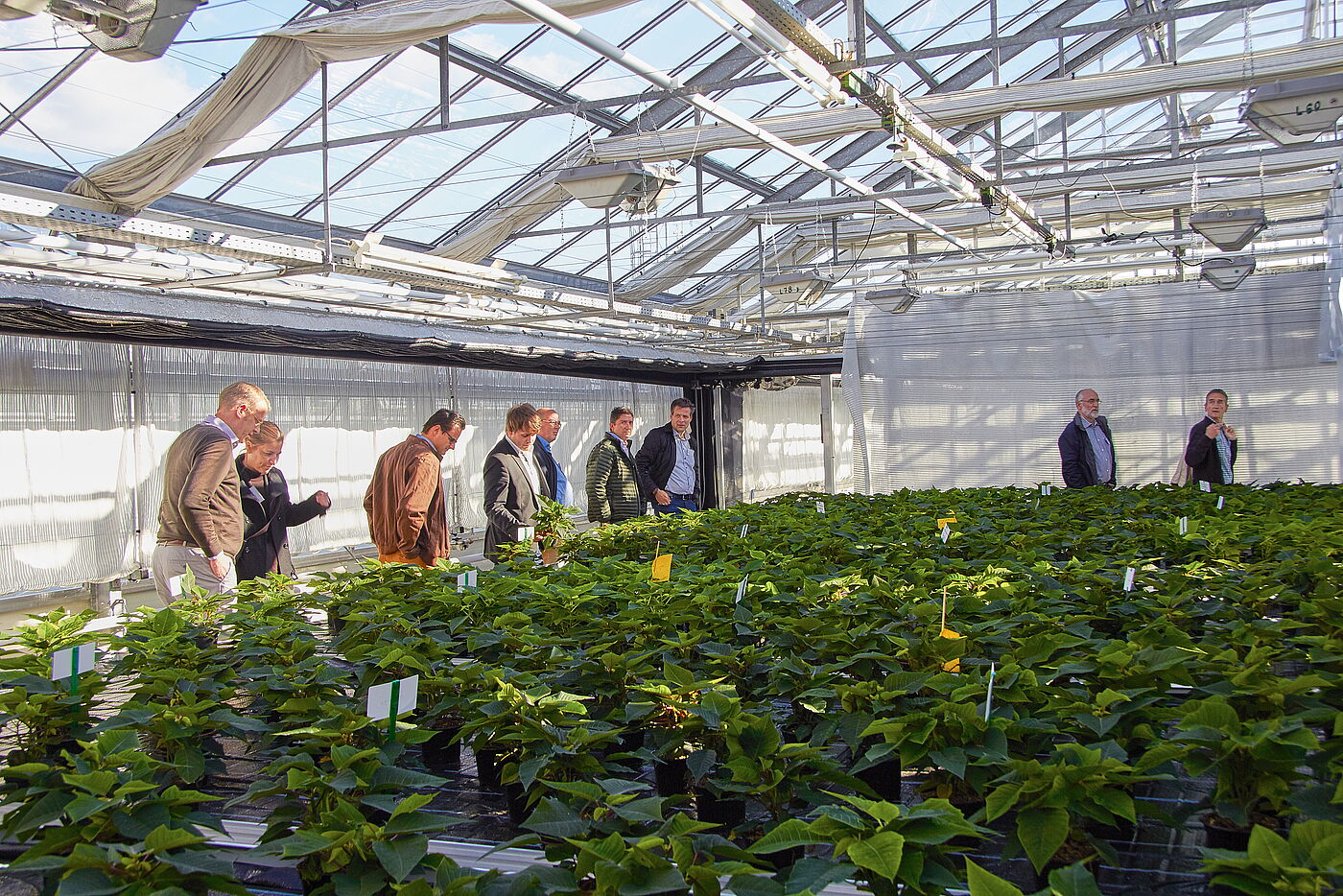 Präsentation Poinsettienversuch am 6.10.2016