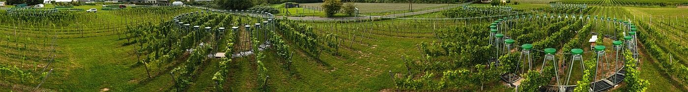 [Translate to English:] FACE