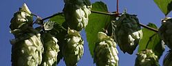 Hopfen Zuschnitt