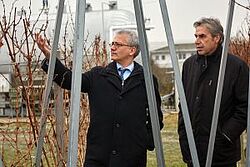 Männer betrachten Pflanze