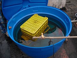 Fischtank für Tilapia