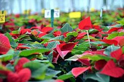 Zierpflanzen Nahaufnahme