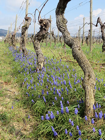 Kleines Träubel (Muscari botryoides) im Weinberg