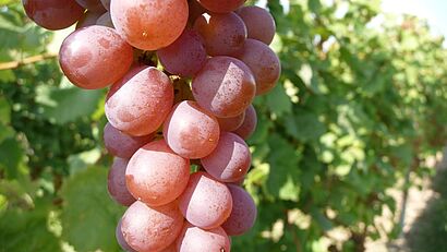Weintrauben