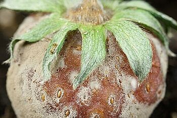 Botrytis an Erdbeere