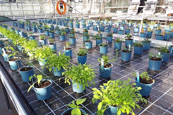 Laufender Vortest auf Fluttischen im Gewächshaus der Hochschule. Im weiteren Verlauf werden unter anderem Wachstum und Vitalität der Pflanzen erfasst. © Isabel Scheiding