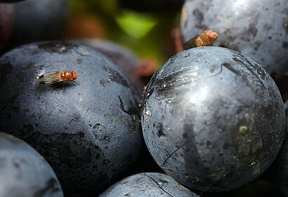 Essigfliegen an Trauben