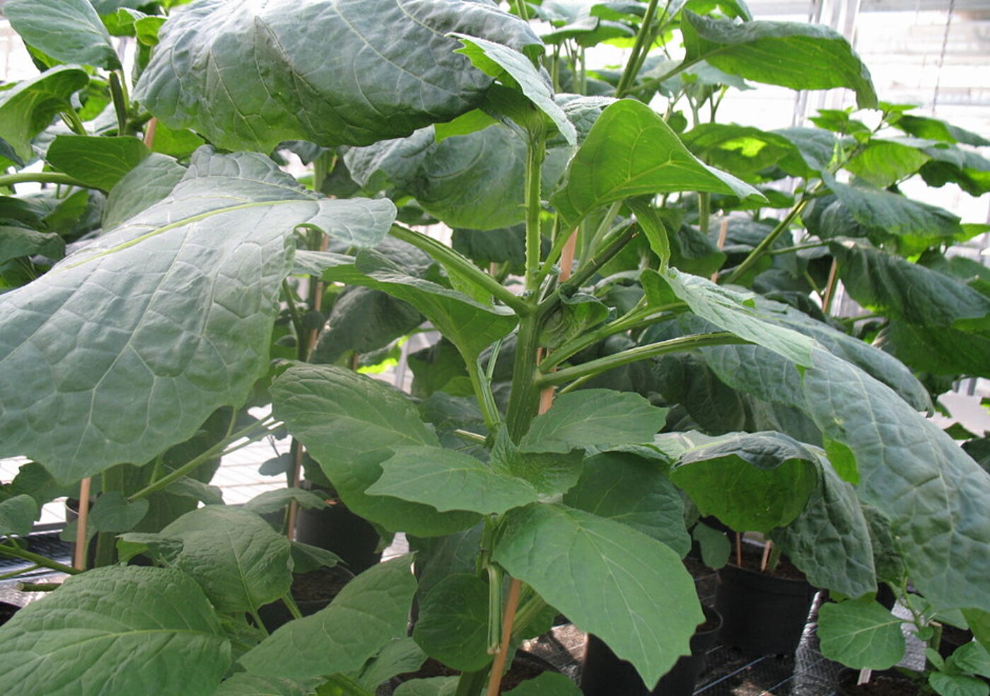 Solanum scabrum - African nightshade