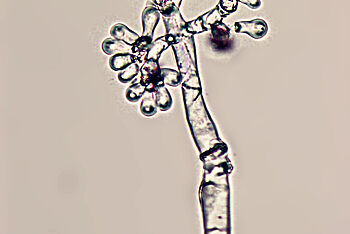 Botrytis cinerea