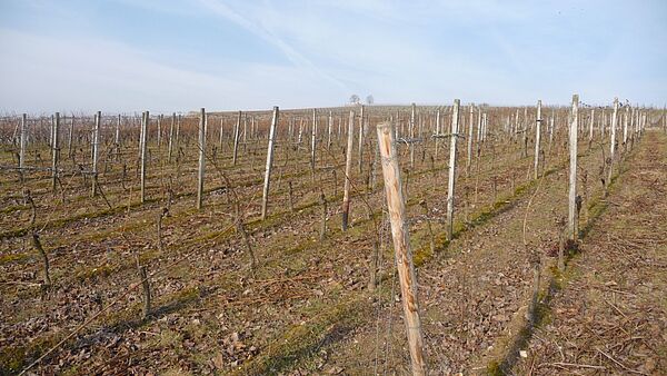 Weinberge
