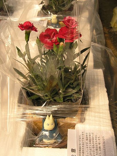 Blumen verpackt
