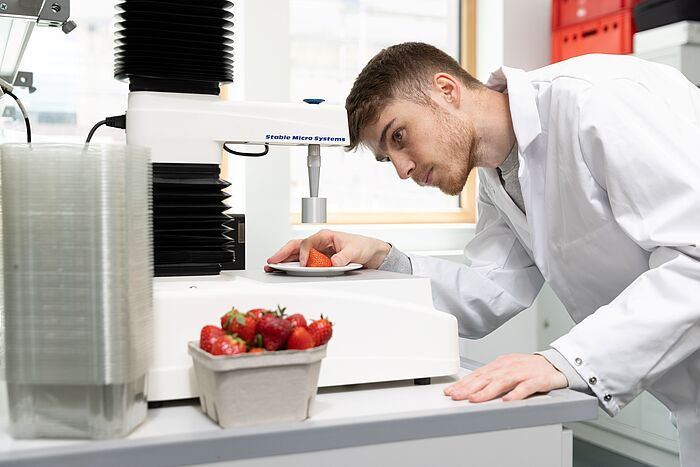 Texturanalyse frischer Erdbeeren, Bildquelle: Woody T. Herner für die Hochschule Geisenheim University